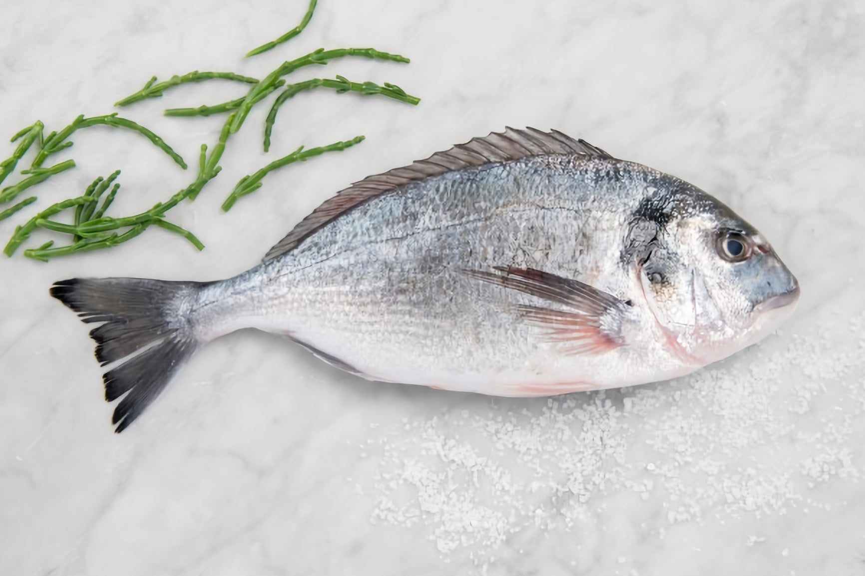 Dorade (ca. 450 gram)