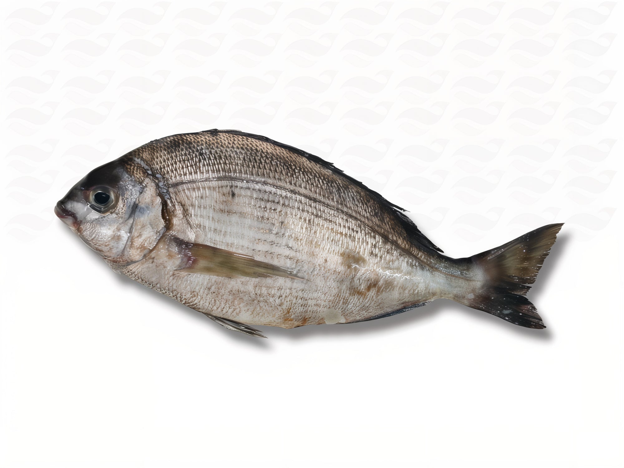 Zeebrasem