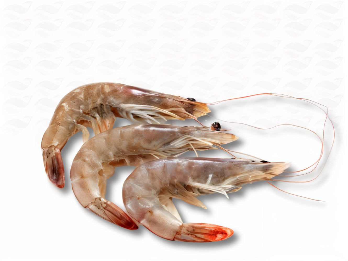 Verse Gamba's Met Kop