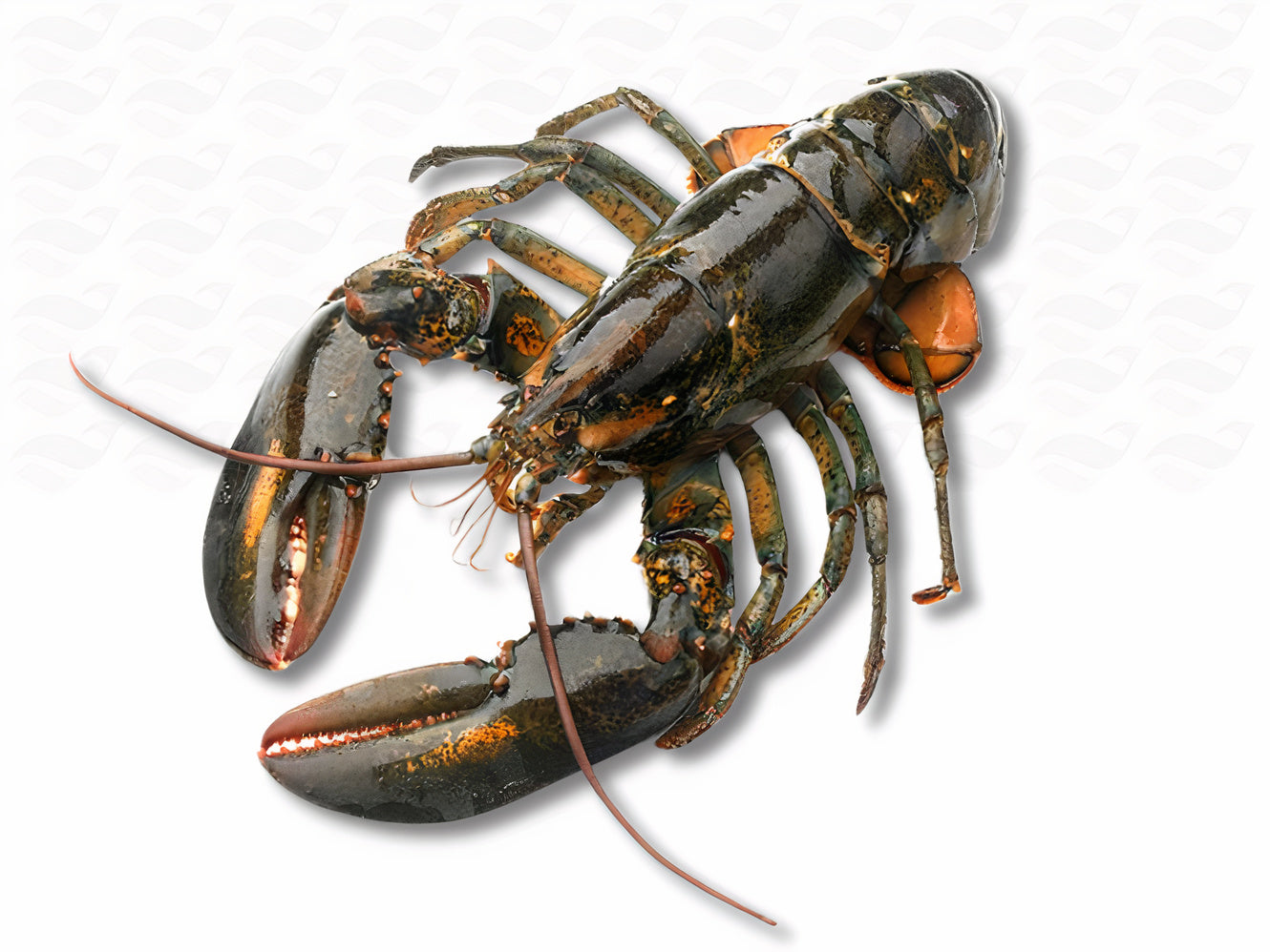 Canadese Kreeft (levend)