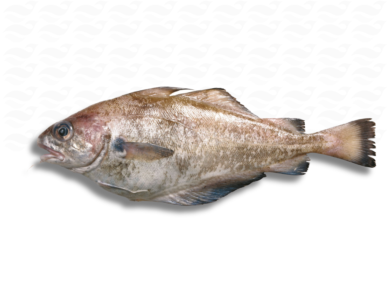 Angebot Schellfisch 3 KG 10 €