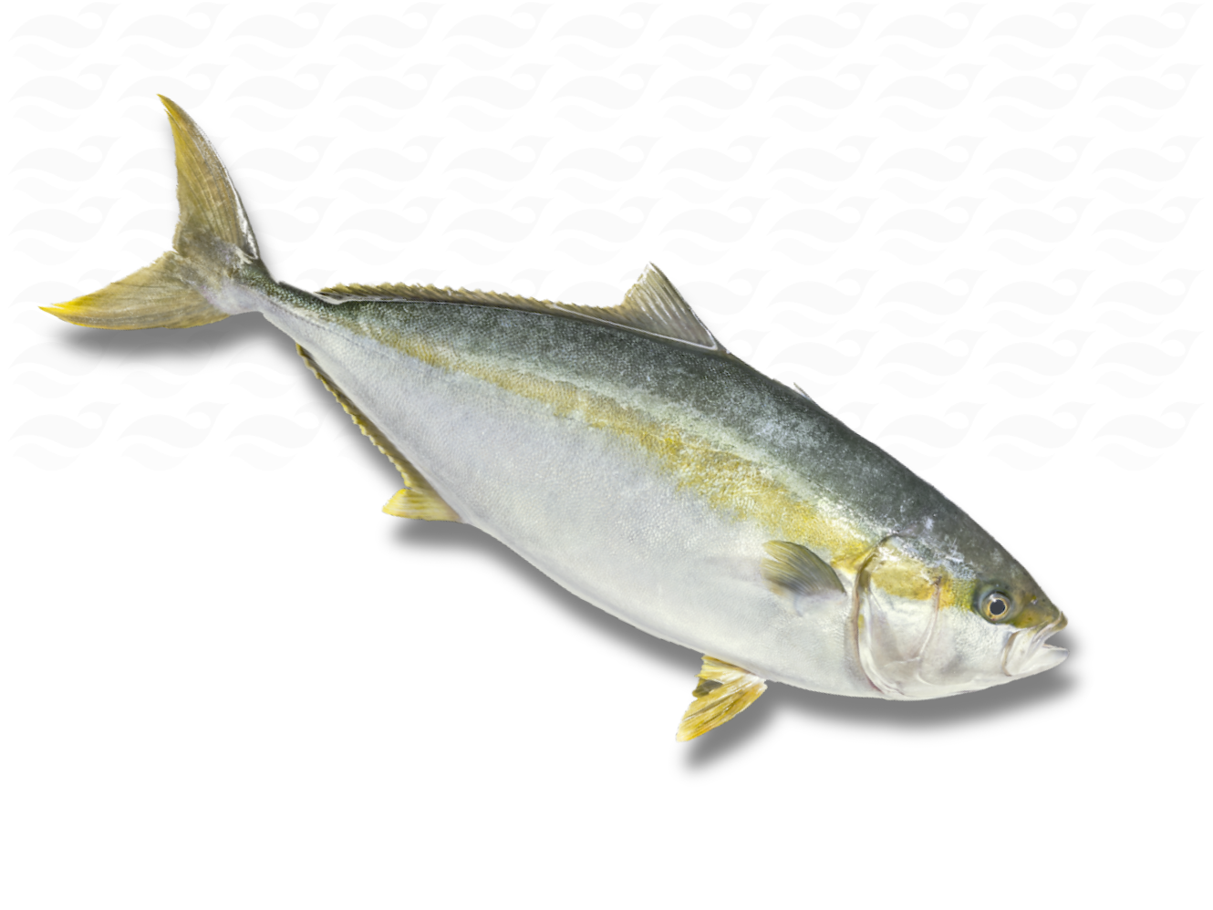 Verse Hamachi / Kingfish – 800-1350 gram