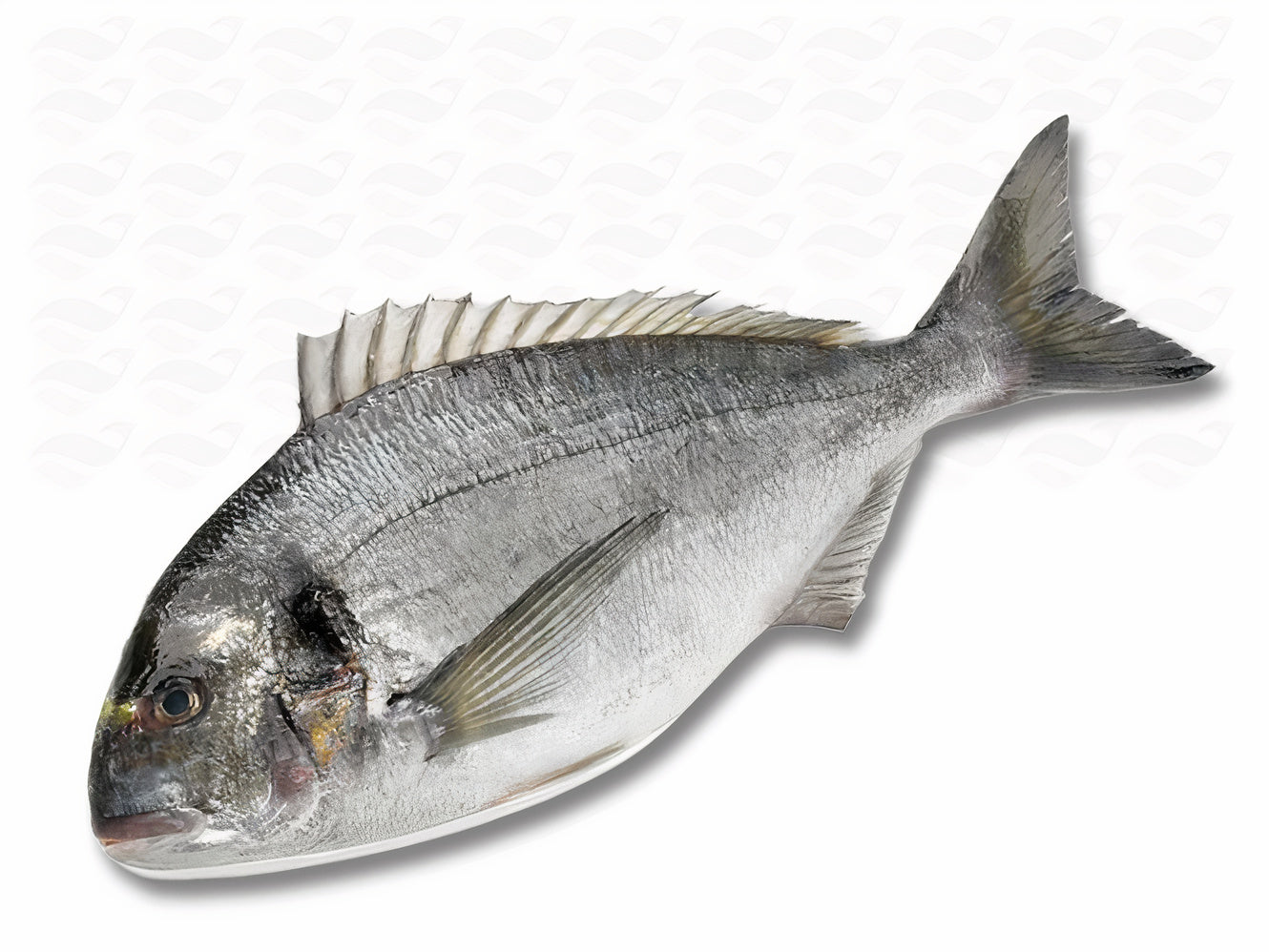 Dorade