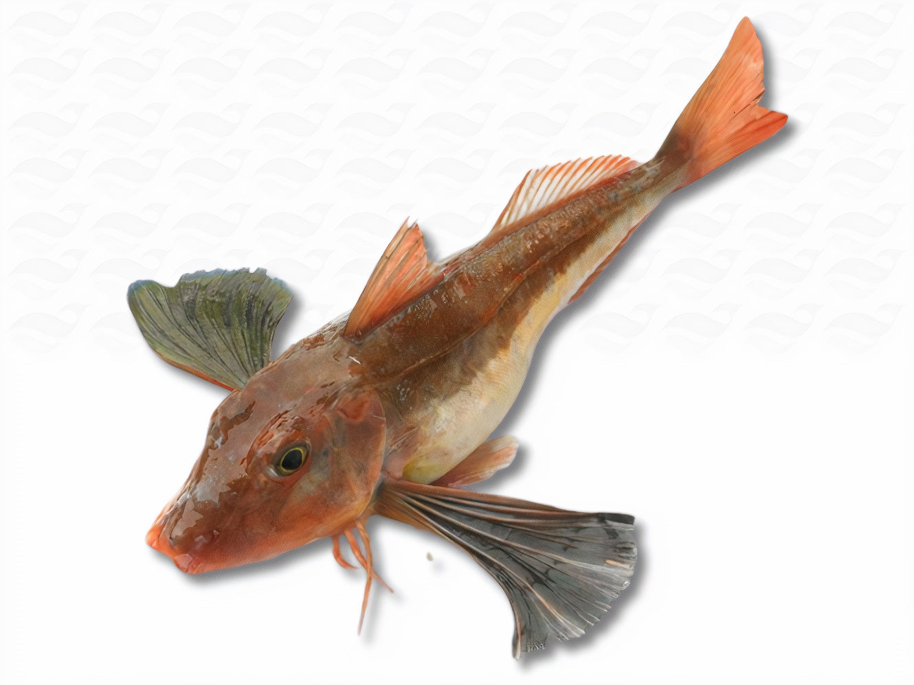 Roter Knurrhahn